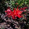 Grevillea juniperina - brilliant red spider-like flowers