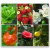 Just a few of the key plants that are susceptible to insects that get caught on the glue trap