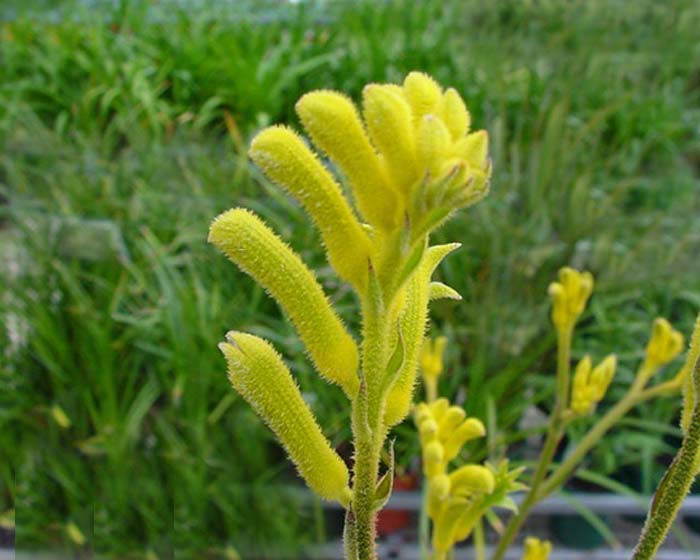 GardensOnline: Anigozanthos flavidus Yellow Gem (Kangaroo 