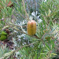 Banksia marginata - tubestock