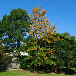 Grevillea robusta (Silky Oak) - tubestock