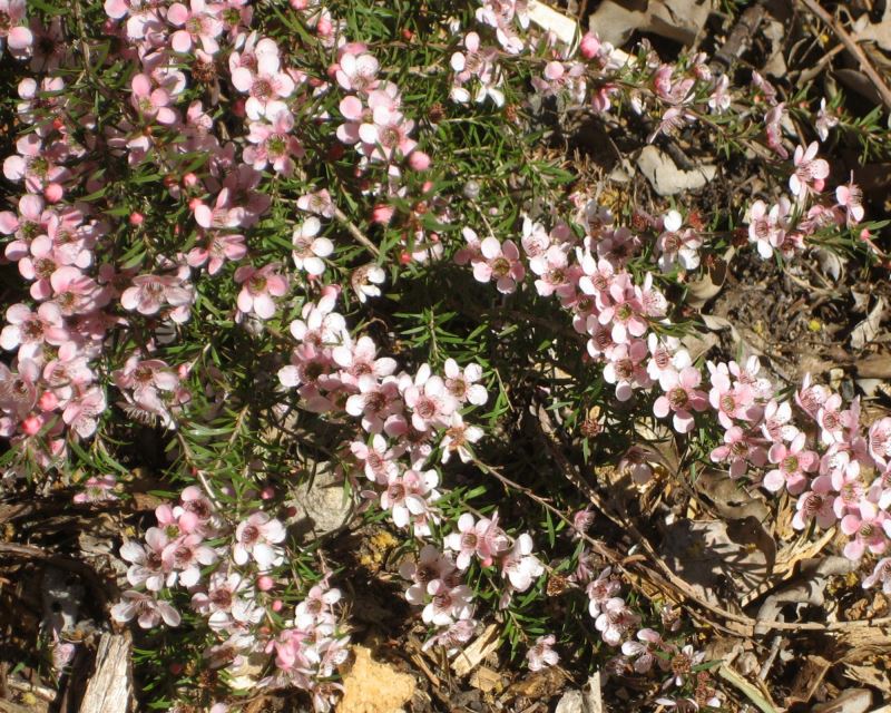 Leptospermum 'Pink Cascade'
