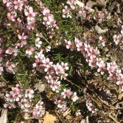 Leptospermum 'Pink Cascade' -  tubestock
