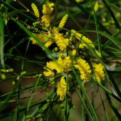 Acacia acuminata (Raspberry Jam Wattle) - tubestock