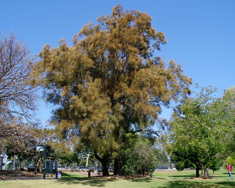 Casuarina glauca, Swamp Oak