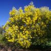 Acacia podalyriifolia - photo John Robert McPherson