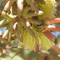Eucalyptus conferruminata syn E. lehmanii - tubestock