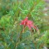 Grevillea thelemanniana 'Ring Wings'