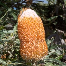 Banksia prionotes - tubestock