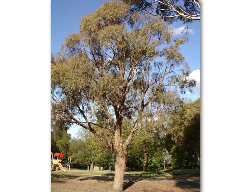 Eucalyptus nicholii Peppermint Gum