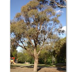 Eucalyptus nicholii (Peppermint Gum) - tubestock