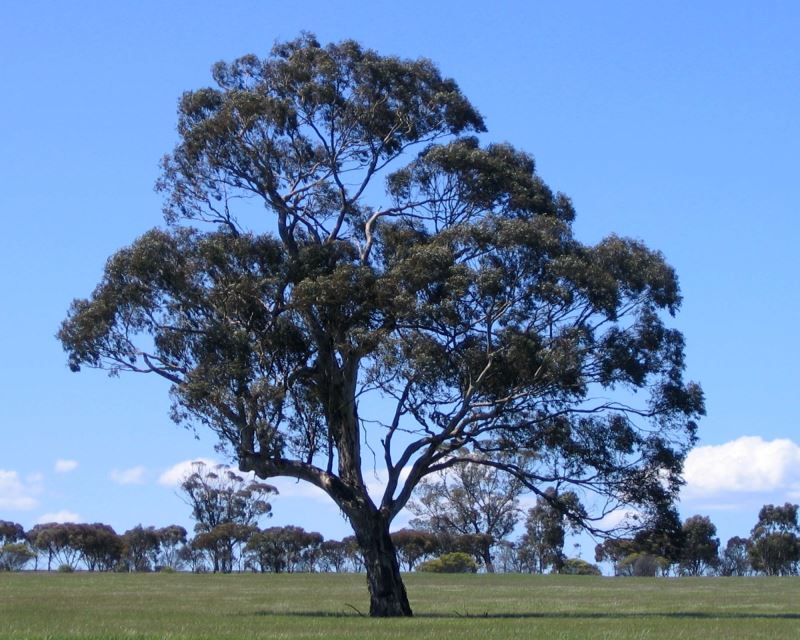 Eucalyptus leucoxylon ssp. leucoxylon