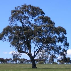 Eucalyptus leucoxylon ssp. leucoxylon - tubestock