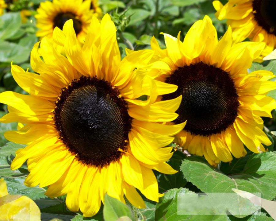 Classic Gold FleuroSun Sunflower Seeds | GardensOnline