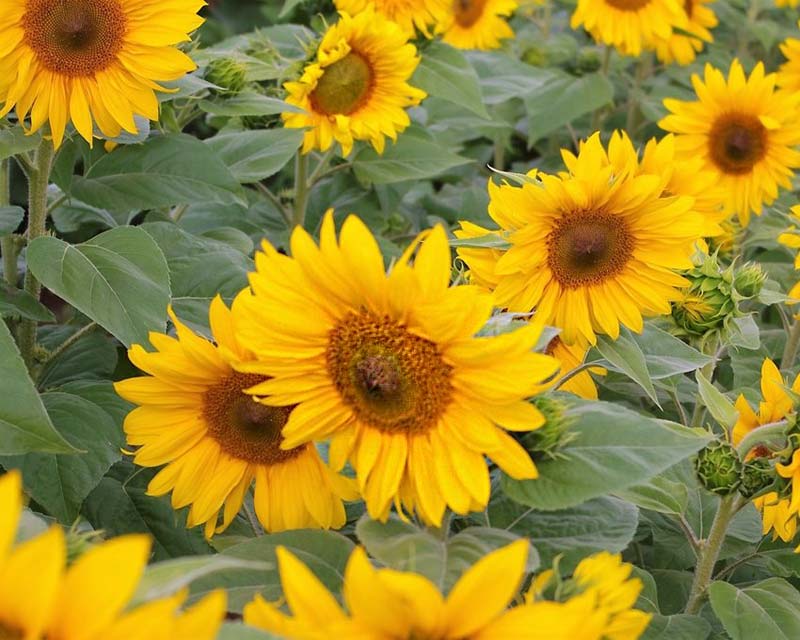 Summer Spray FleuroSun Sunflower Seeds | GardensOnline
