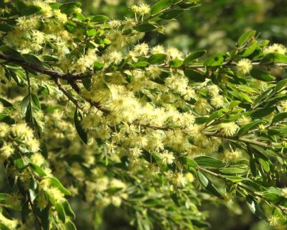 Acacia howittii - 50mm tubestock | GardensOnline