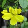 Goodenia - yellow flowers