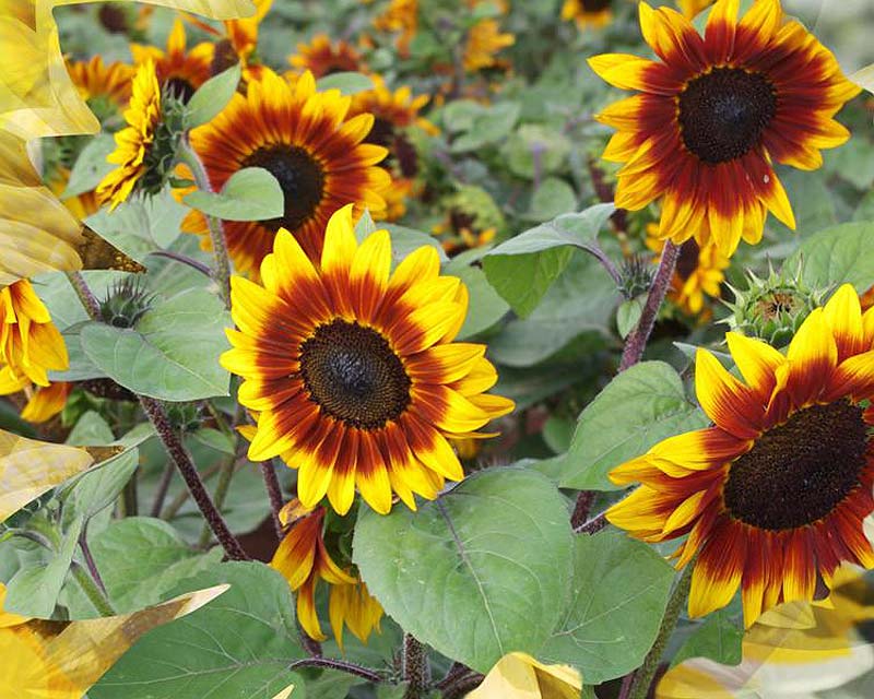 Sonnet FleuroSun Sunflower Seeds | GardensOnline