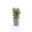 Blue Grey - Amsterdam Mini Succulent Pot 17cm - EcoPots