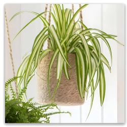 Hanging Plant Pot - Tall 
