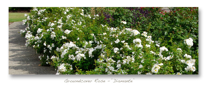 Groundcover rose