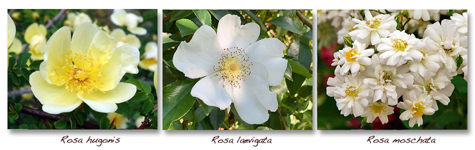Rosa-hugonis-laevigata-moschata