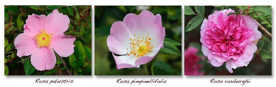 Rosa-palustris-pimpinellifolia-roxburghii