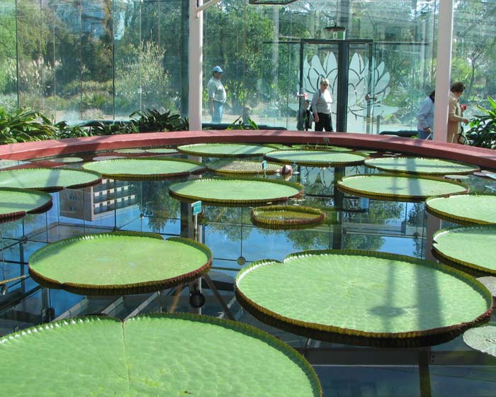 Stunning water lillies - the largest you'll like ever see  - photo supplied by Adelaide Botanic Garden