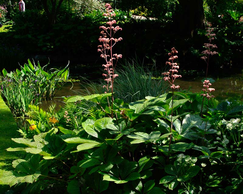 Dry Area Plants  Iris 'Lemon Ice' - The Beth Chatto Gardens