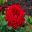 Saville Rose Gardens - large scented deep red blooms - Royal William