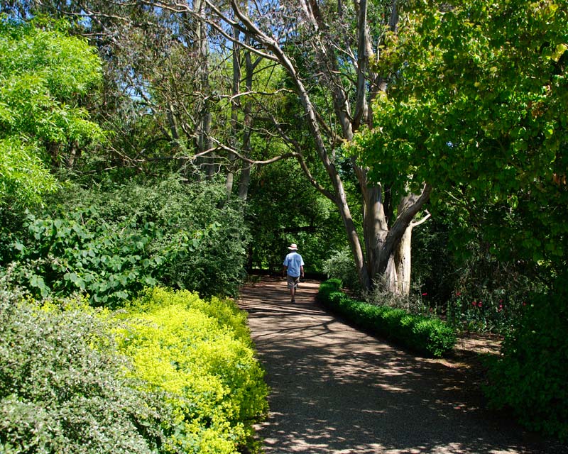 Enjoy a shady walk through the National Collection Glade - Sir Harold Hillier Gardens