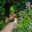 Fuchsia Garden at Hidcote