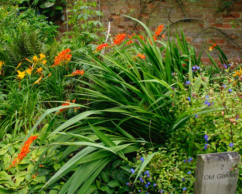 Crocosmia in the Old Garden at Hidcote