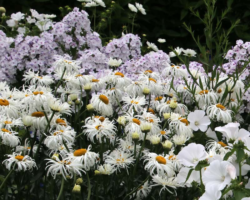 HIdcote-White-Garden
