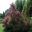 Sezincote Cotinus coggygria, Flaming Smoke Bush