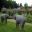 Sezincote Elephant statues