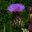 Cynara Cardunculus add colour and texture the summer border