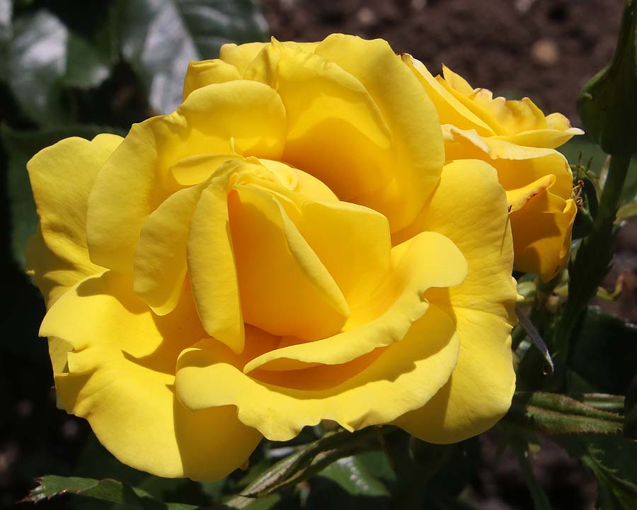 Perfect yellow bloom of Rosa 'Korresia' - Rose Garden Waterperry