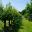 Pear Walk - Waterperry Gardens