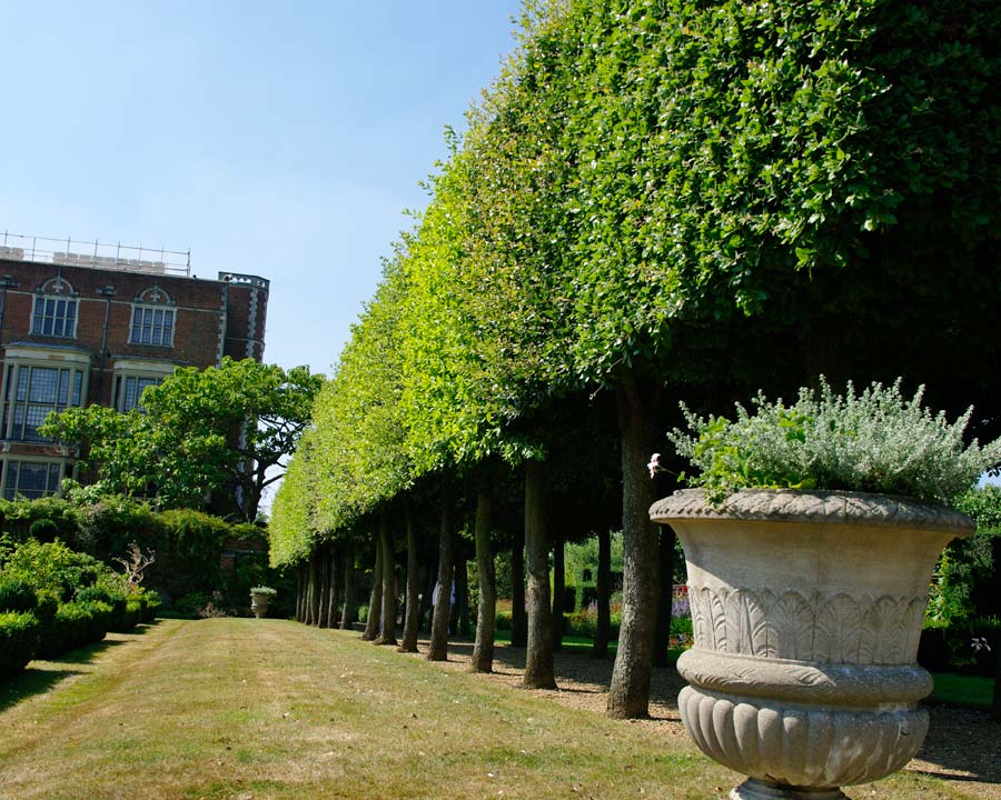 Hatfield House East Garden (open on Wednesdays) Pollarded lime trees