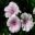 Hatfield House West Garden - The Sundial Garden pale pink flowers of Lavatera trimestris