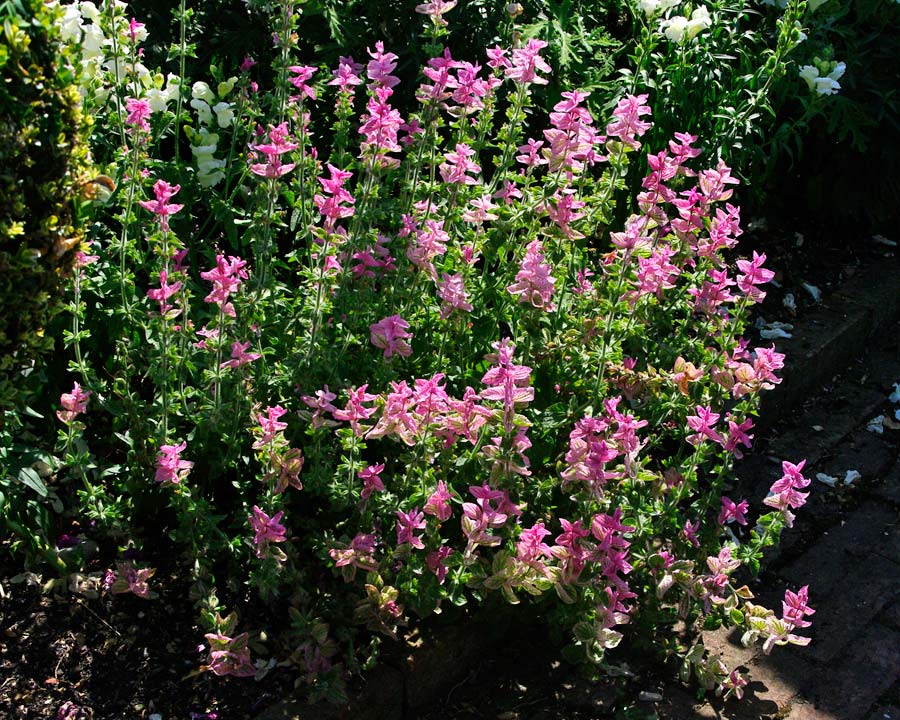 Hatfield House West Garden - The Old Palace Garden - Salvia Viridis Pink