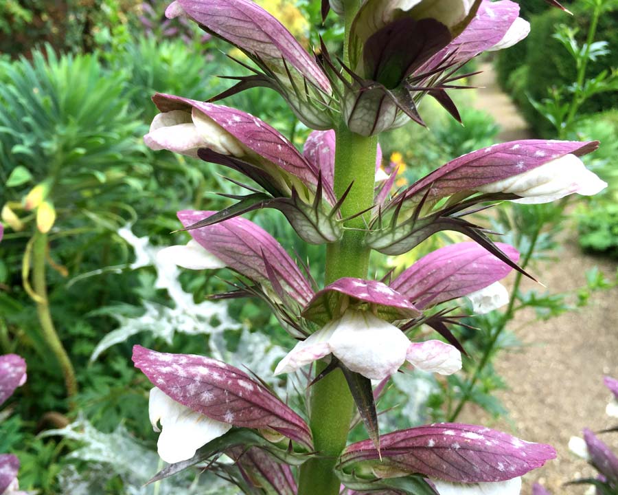 The spiky flowers Acanthus mollis - borders Mapperton Gardens