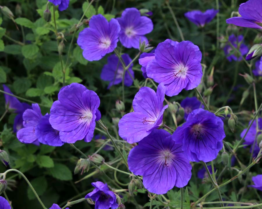 Crane's Bill Geranium pratense - garden beds Mapperton Gardens