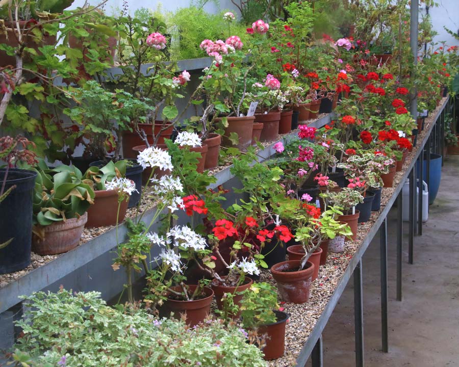 Greenhouse Mapperton Gardens