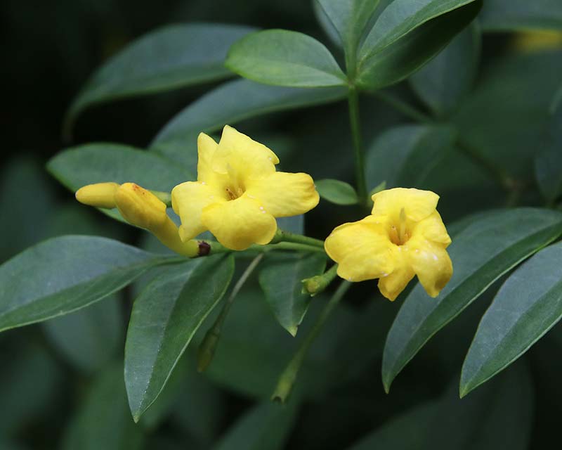 Jasminum mesnyi at Mapperton Gardens