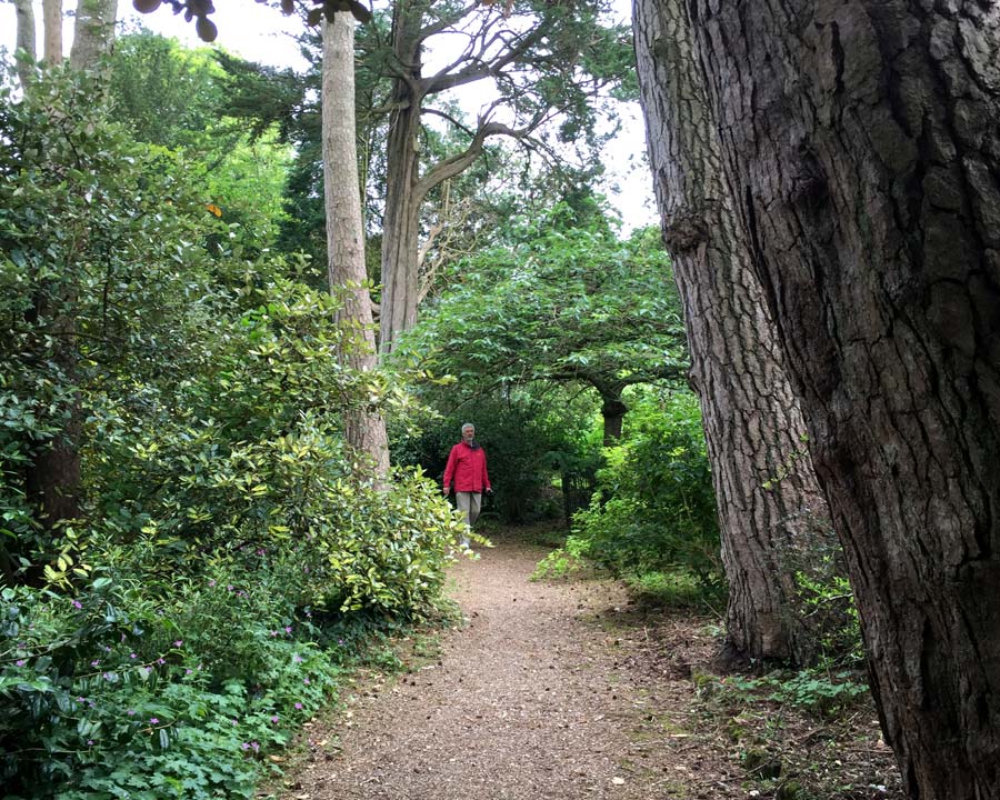 Walk through large trees in Wild Garden - Mapperton