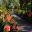 September is a wonderful time to enjoy Clivia borders - Royal Botanic Garden, Sydney