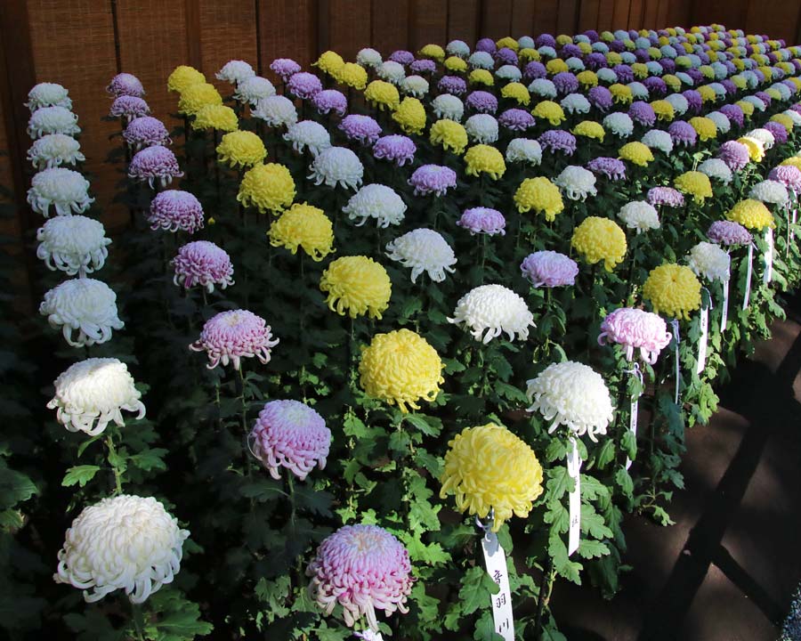 Shinjuku Gyoen, Tokyo, Chrysanthemum Exhibition