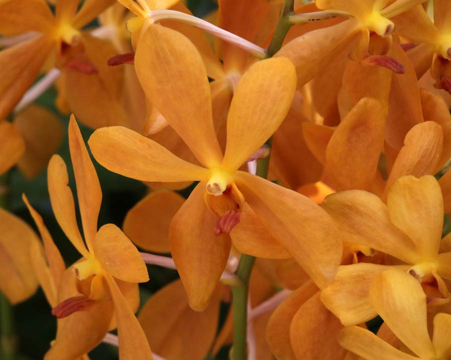 Orchid, Aranda 'Jitti Gold'